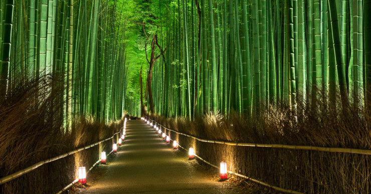 Hermosa Metafora- Cuando Plantes un Sueno, Plantalo Como si Fuese un Bambu