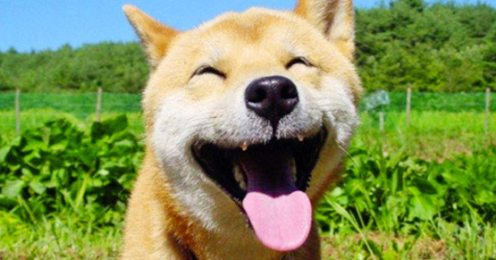El Mundo Pertenece a Quien Sonrie- 21 Fotos de Los Animales Mas Felices Del Mundo
